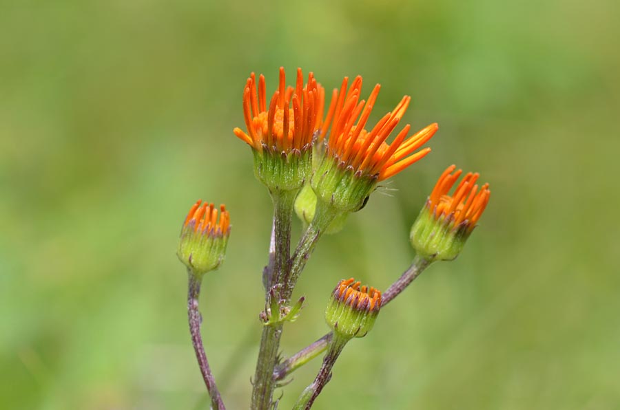 Jacobaea  abrotanifolia / Senecio abrotanino